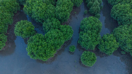 Aerial view of mangrove forest in Aceh