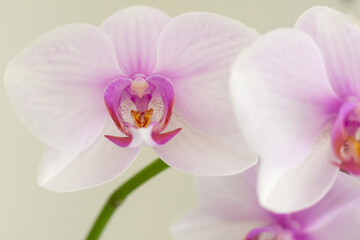 Fototapeta na wymiar Schöne Orchideen isoliert auf hellem Hintergrund - Spa - Wellnes