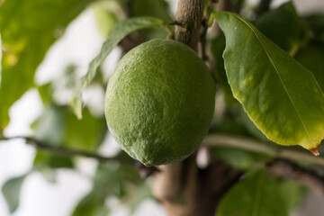 Grüne Citrus Frucht am Baum