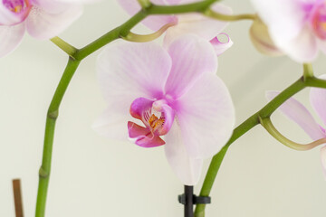 Schöne Orchideen isoliert auf hellem Hintergrund - Spa - Wellnes - obrazy, fototapety, plakaty
