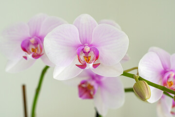 Naklejka na ściany i meble Schöne Orchideen isoliert auf hellem Hintergrund - Spa - Wellnes