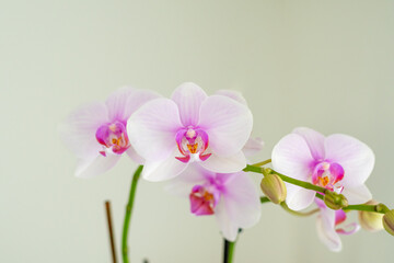 Naklejka na ściany i meble Schöne Orchideen isoliert auf hellem Hintergrund - Spa - Wellness