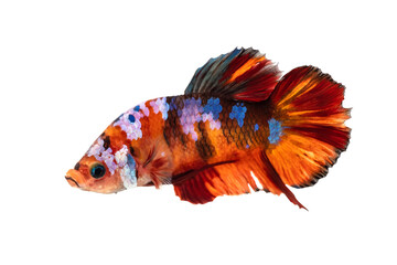 Fighting Fish, The moving moment of Betta Siamese fighting fish, Big ears orange nemo fish pattern,...