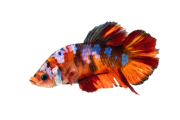 Fighting Fish, The moving moment of Betta Siamese fighting fish, Big ears orange nemo fish pattern, Short fin fighting fish isolated on transparent background. PNG File
