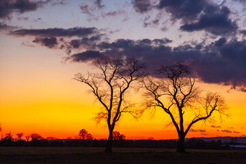 Two trees with cloudy sky on background. Sunset with dramatic black, grey, orange and red colors. Hillsborough Township, NJ