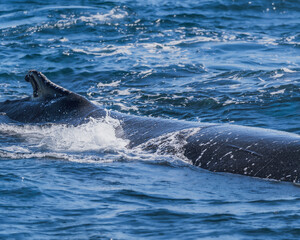 Fototapeta premium Whale in the ocean enjoying the water