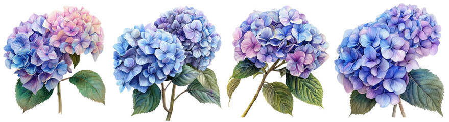 Set of Hydrangeas watercolor illustration PNG element cut out transparent isolated on white background ,PNG file ,artwork graphic design.
