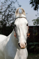 Portrait of a white horse,  Marwari horse
