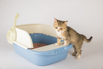 Isolated cat comfortably seated in plastic litter toilet box or sandbox is displayed against clean...