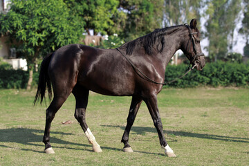 Brown horse in the field, Portrait of a brown horse,  Marwari horse