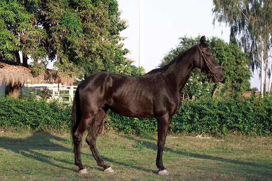 Brown horse in the field, Portrait of a brown horse,  Marwari horse