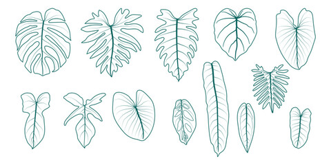 Set of line drawings of leaves of ornamental plants of the monstera and philodendron families on a white background. Leaf ideas for designers or creators, decorations, and more. - obrazy, fototapety, plakaty