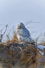 The Snowy Owl (Bubo scandiacus), a rare migratory bird sits among the grass on a sand dune near the ocean