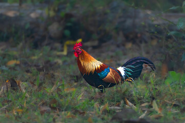 Junglefowl