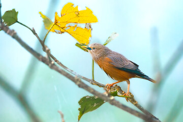 Chestnut-tailed starling or grey-headed myna
