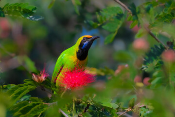 Golden-fronted leafbird