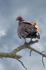 Turkey Vulture Waiting for the Storm