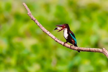 White breasted Kingfisher with catch.