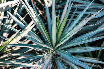 Close-up of yucca plant