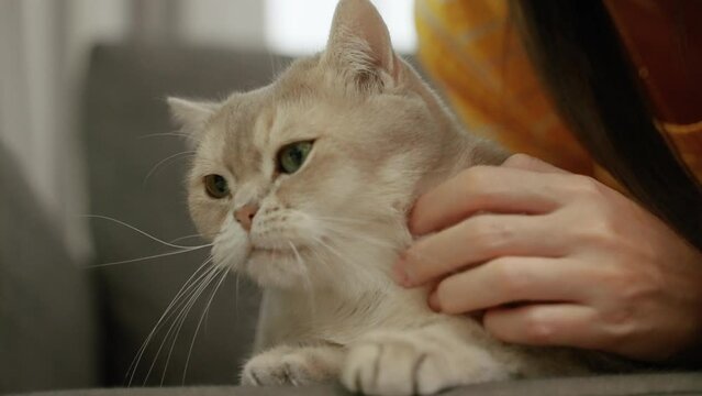 British Shorthair cat that enjoys being pampered, an adorable pet cat.
