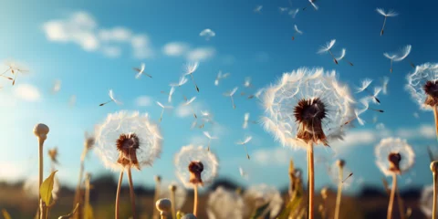 Fotobehang White dandelion puffs flying to blue sky © arte ador