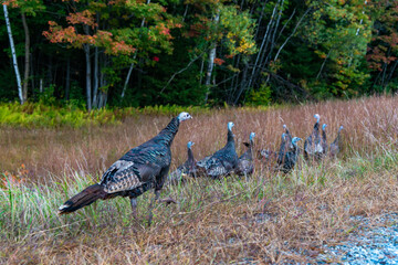 Eastern Wild Turkey (Meleagris gallopavo) in White Mountain National Forest, New Hampshire, USA.