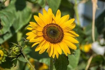 Fototapeta premium Sunflower