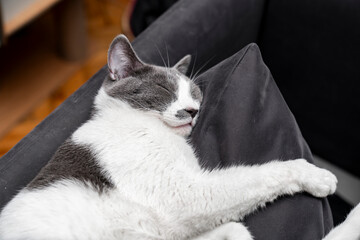 sleeping cat hugging a pillow. a gray and white cat sleeping, resting, relaxing on top of a sofa. Cat sleep calm and relax. muzzle of a sleeping cat with closed eyes. Pets friendly and care concept.