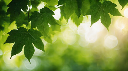 Fototapeta na wymiar Sunlit green foliage on a tree branch in a lush summer garden