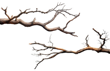 tree branches on a transparent background