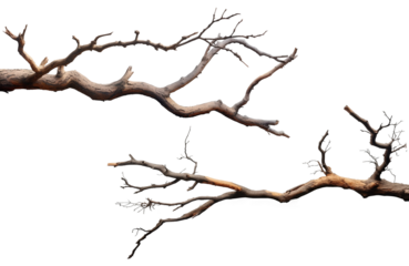 tree branches on a transparent background