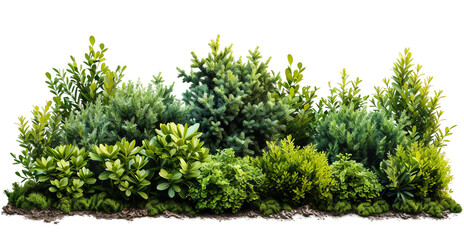 Green garden bushes cut out on a transparent background - obrazy, fototapety, plakaty