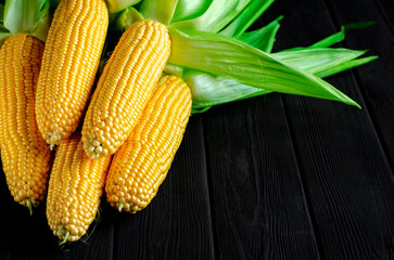 Ear of Corn on Black