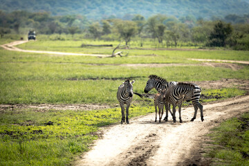 Fototapeta na wymiar Zebras in Rwanda National Park