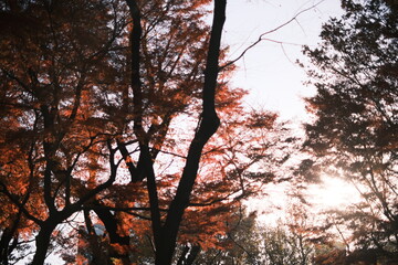 公園の紅葉の木