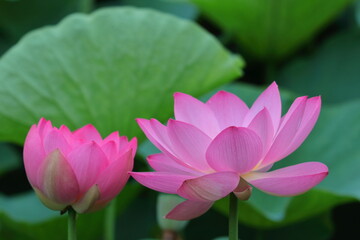 Obraz premium 神聖な花