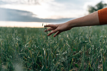 Hand touching corn crops growing in field