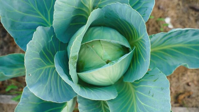 Smooth camera approach to growing white cabbage, close-up. Young head of cabbage in the garden