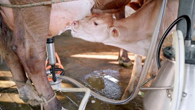 Calf Nursing a Cow with Milking Machine in Dairy Farm