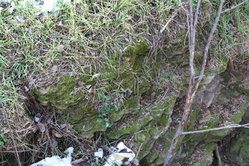 A forest with moss and trees