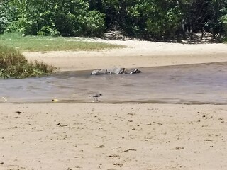 birds on the beach