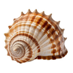 Obraz premium Sea shell