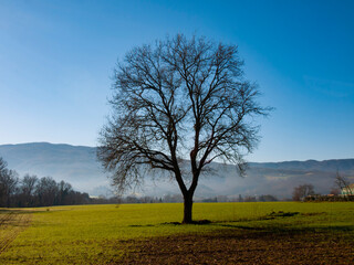 Italia, Toscana, zona del Mugello, Vicchio del Mugello. trekking nella campagna.