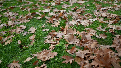 Many orange leaves on grass during autumn fall day, changing seasons