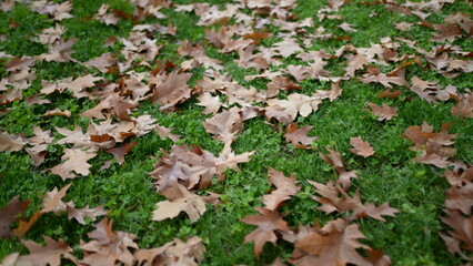 Many orange leaves on grass during autumn fall day, changing seasons