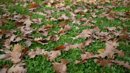 Many orange leaves on grass during autumn fall day, changing seasons