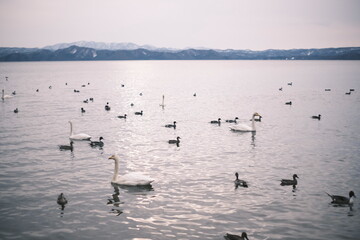 猪苗代湖畔の白鳥と磐梯山