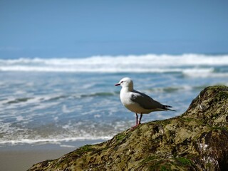 Seagull on the beach