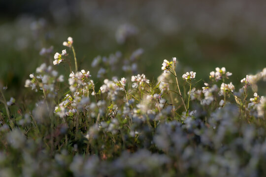 cardamine flowers in a meadow in the morning light