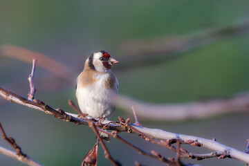 European Goldfinch perched on a tree branch in the morning light